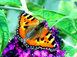 little fox butterfly on the purple wild flower