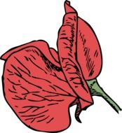 red flower of corn poppy, drawing