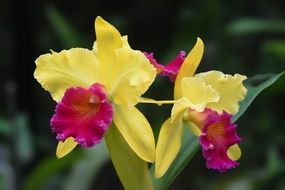 red yellow cattleya orchid plant nature macro