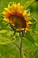 young sunflower flower on the field in summer