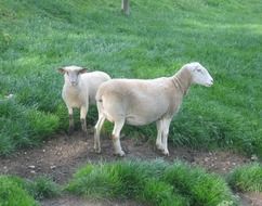 cute farm sheep on pasture