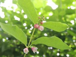 green large leaves and small pink flowers
