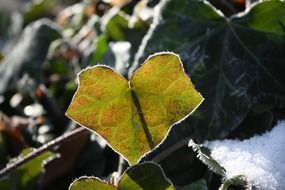 Green frozen leaf in nature