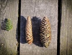 amazing pine cones