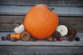 harvest pumpkin