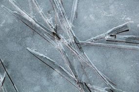 reed in ice close up