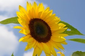 bright yellow sunflower against a blue sky