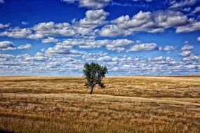 lonely tree on the field south dakota