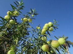 branches with green flowers in the form of balls in India