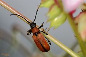 beetle on the stem of a plant