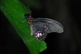 black butterfly at night