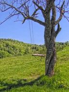 rope swing on a tree in the countryside