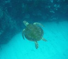 sea turtle in the underwater world