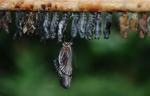 hatching butterfly