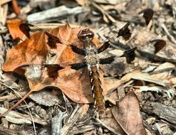 closeastounding brown dragonfly insect