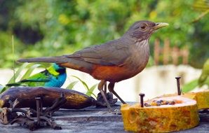 tropical bird eating papaya