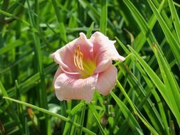 delicate pink garden flower