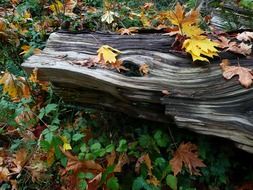 autumn leaves on the wood