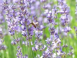 bee in lavender flowers