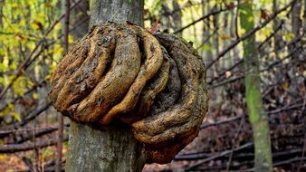 tree mushroom in the autumn forest