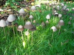 Fungi mushrooms in the grass in autumn