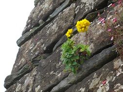 yellow flowers growing on a stone wall
