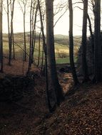 photo of autumn trees in a forest ravine