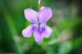Macro photo of purple violet flower
