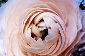Pink ranunculus flower close-up