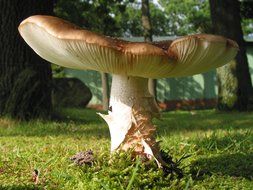 huge mushroom toadstool