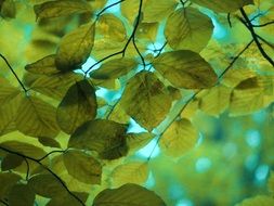 green leaves on a tree against a blue sky