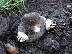 mole nature animals outside molehill