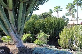 green cactus on the rock