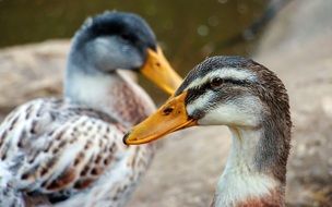 ducks with orange beaks in the water