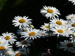 bouquet of white margerite flowers