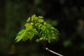 Close-up of the colorful maple branch in spring at blurred background