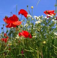 landscape of red poppies and daisies on a summer field