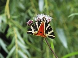 callimorpha quadripunctaria, red and black butterfly in wild