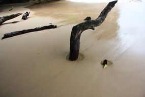 Snags in the sand on the beach