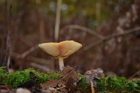 mushroom forest in autumn