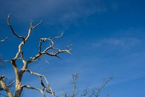 dry tree