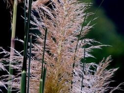 wild natural grass