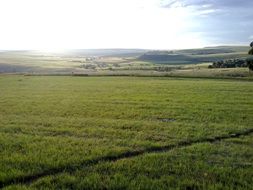 summer green field in the countryside