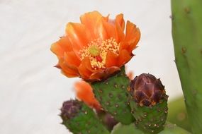 Orange cactus flower