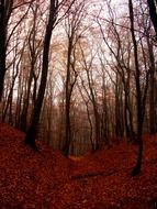 beech autumn forest at dusk