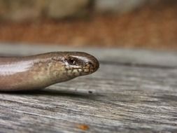 slow worm reptile