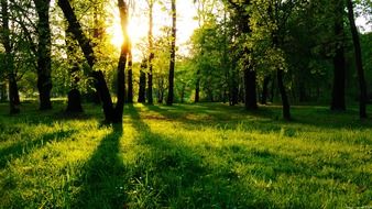 rays of the sun among the trees in a green meadow