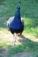 picture of the peacock in nature