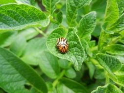 Colorado potato beetle