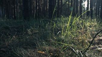 Grass in the forest